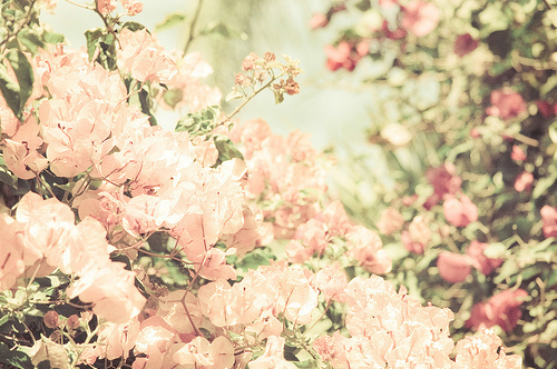 blossoms-cherry-flowers-nature-photograp