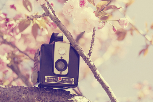 brownie, camera and flower