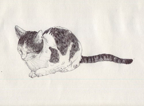 cat, drawing and illustration
