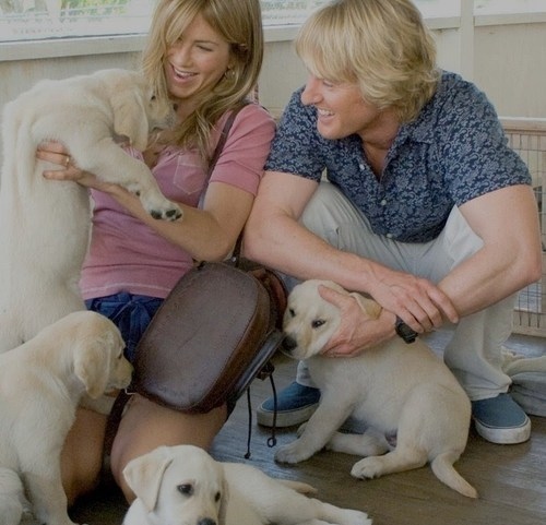 marley and me movie. cute, dog, marley and me,