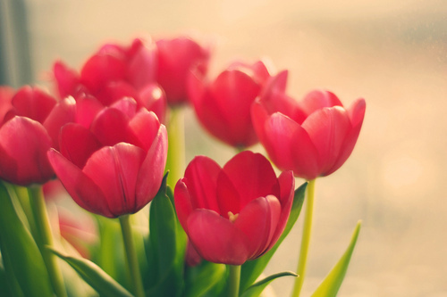 flowers, photgraphy and pretty