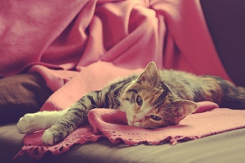 adorable, bed and blanket