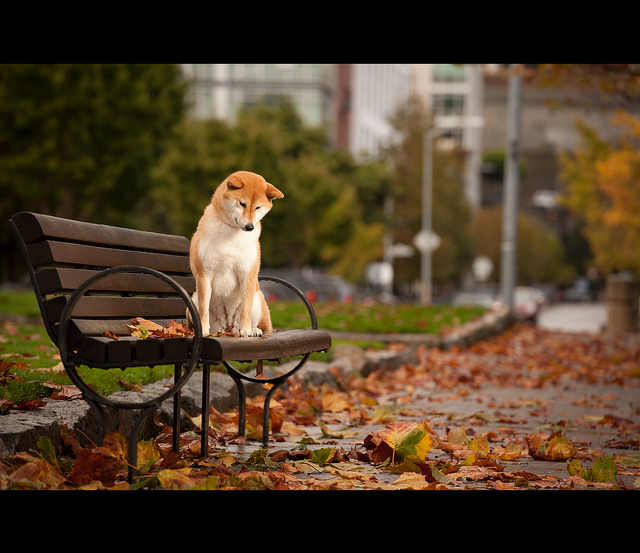 akita, autumn and bench