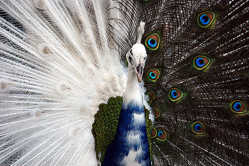 animal pictures to colour in. animal, beautiful, bird, color