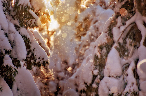 bokeh, light and snow