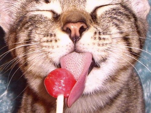 candy, cat and lick