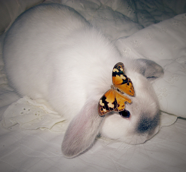 adorable, bunny and butterfly