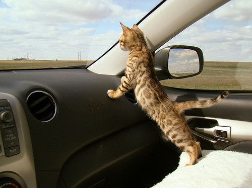 adorable, car ride and dashboard