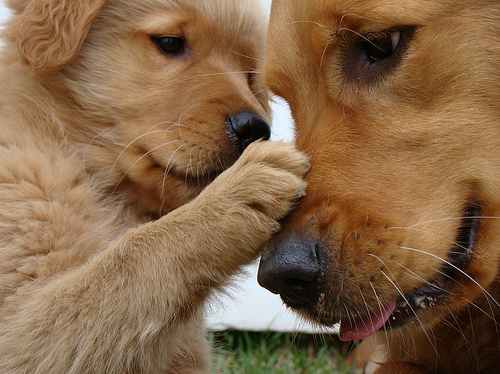 golden retriever puppy cute. adorable, cute, dog, golden
