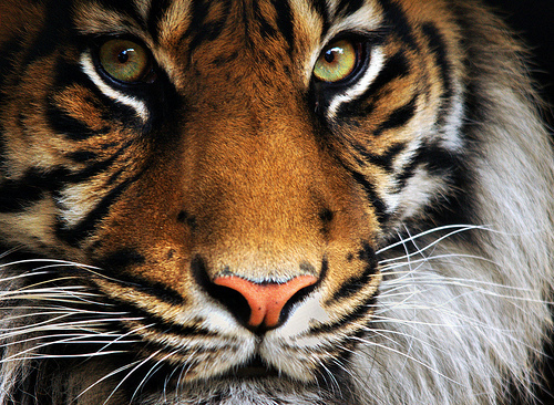 animal, animals, eyes, leopard, lion, pattern