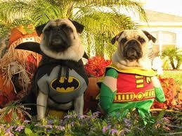 batman,  cute and  dog