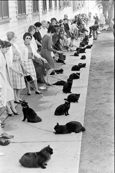 black cat, black cats and cats