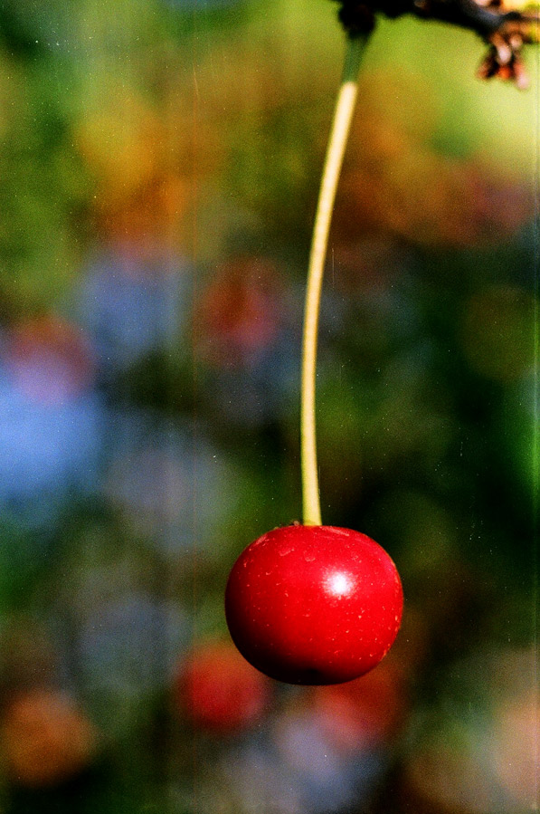 bokeh, cherry and color