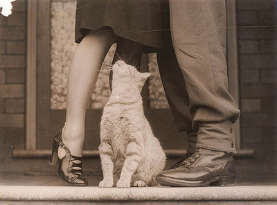 cat,  couple and  cute