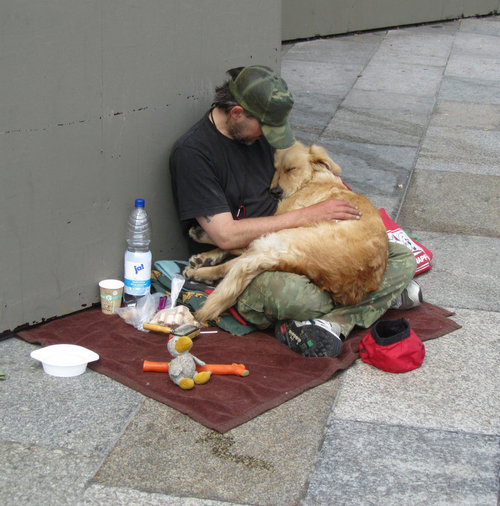 cute, dog and homeless