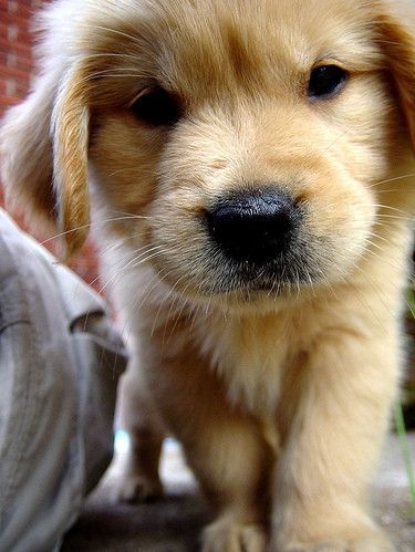 cute, gold and golden retriver
