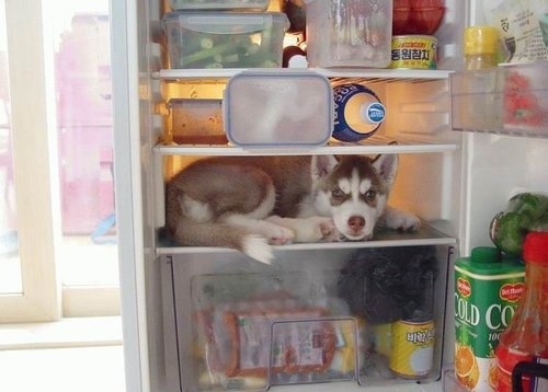dog, fridge and husky