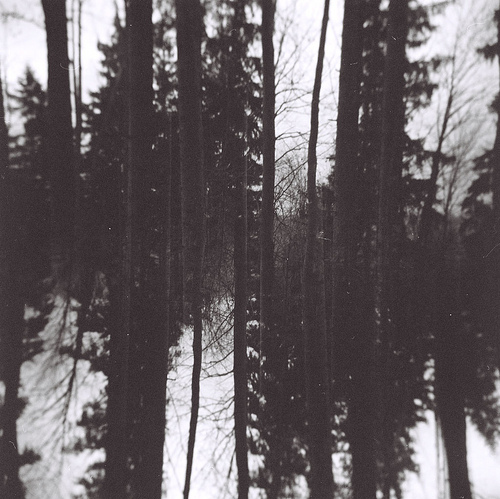 forest, nature and snow