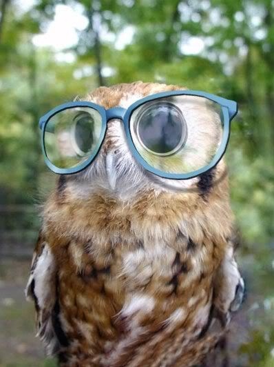 funny owl. animal, bird, cute, funny, owl