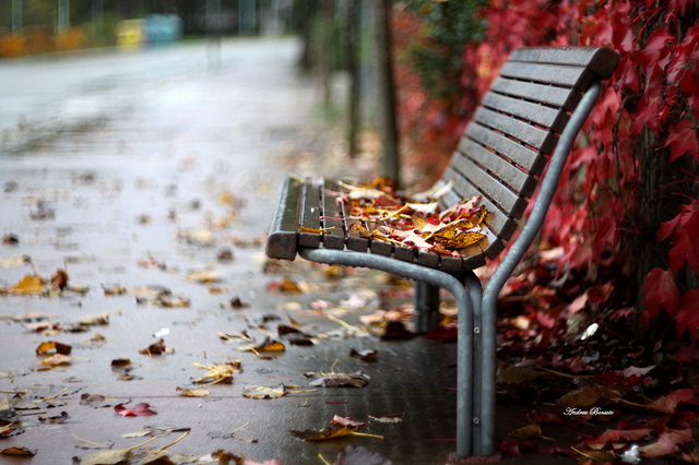 autumn, bench and fall