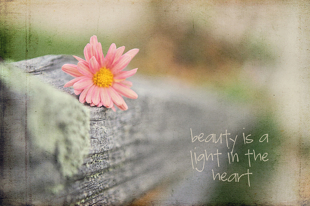 beauty, flower and heart