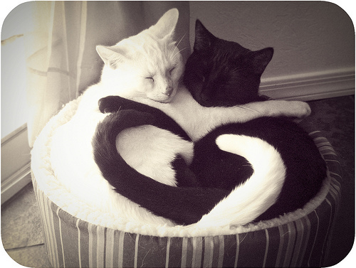 black cat, cat and heart