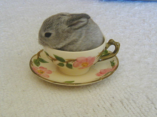 bunny, cup and floral