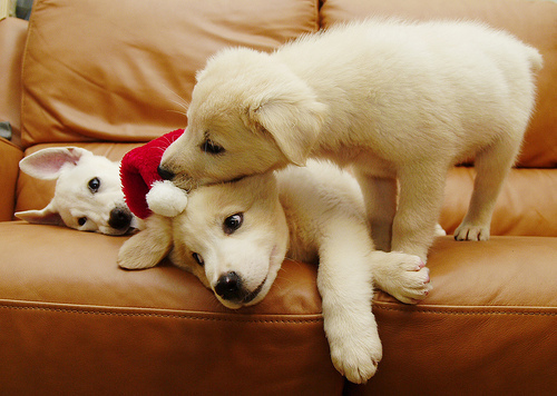 animals, christmas, cute, dog, puppy
