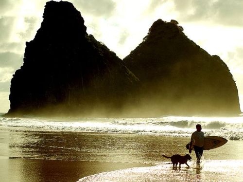 beach, brasil and dog