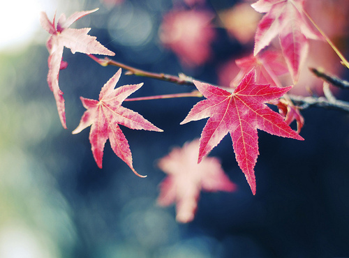 beautiful, day, flowers, light, macro, nature