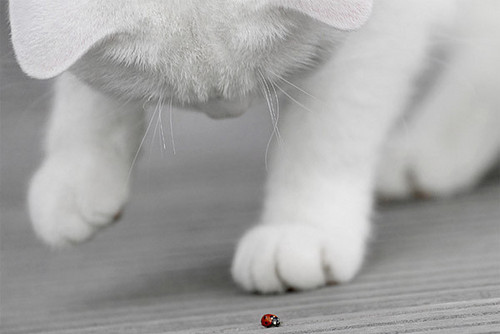 bug, cat and ladybug