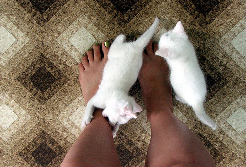 cats, feet and kittens