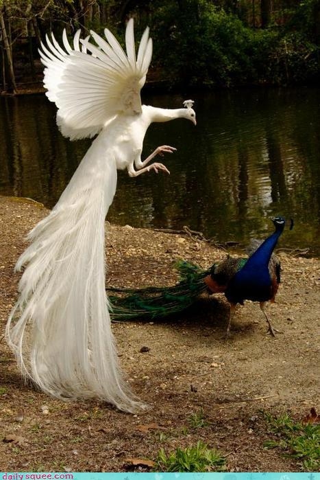 albino, bird and nature