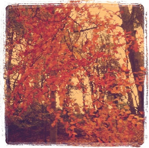 amazing, autumn and beautiful