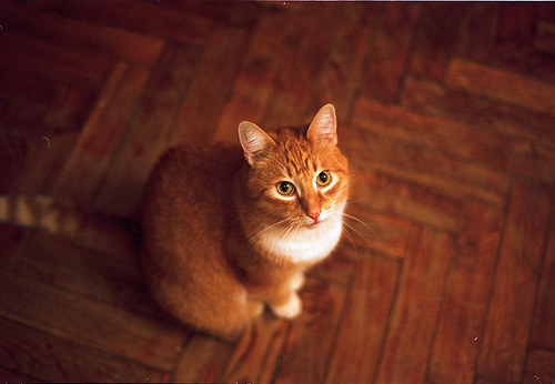 analog-animal-cat-cute-eyes-ginger-Favim