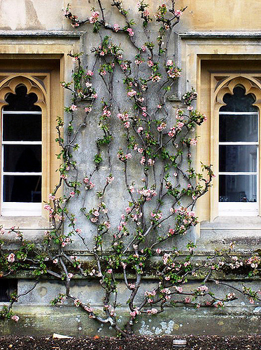 architecture, england and flowers