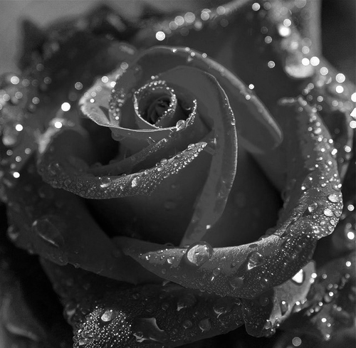 black and white, dew and dew drops