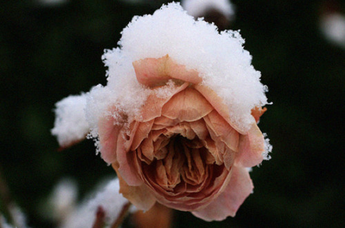 flower, frozen and nature