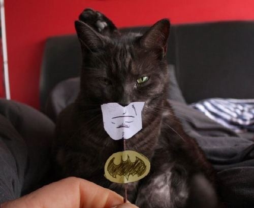 animal, batman, cat, creature, funny, humor