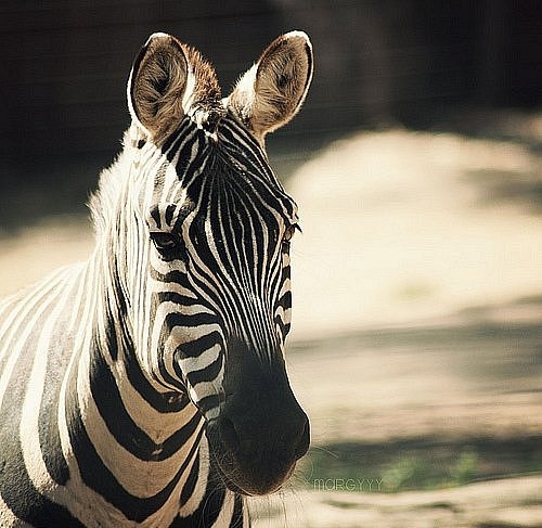 animal, black and striped