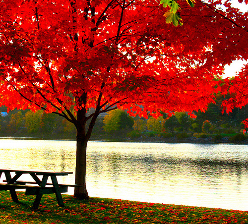 autumn, beautiful, nice, orange, red, tree - image #67034 on Favim.com