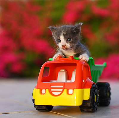 car, cute and kitten