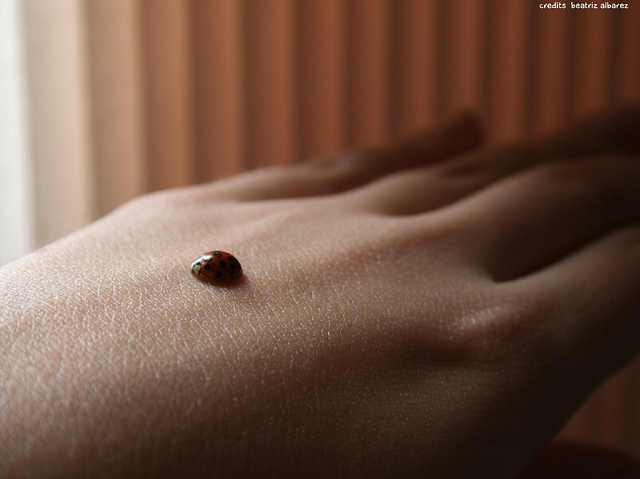 cute, hand and joaninha