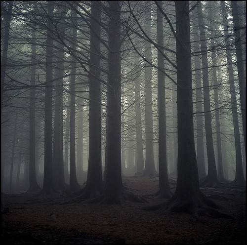 dark, forest and nature
