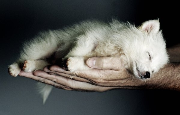 dog, fluffy and hands