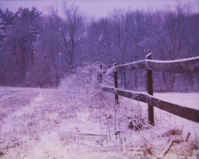 fence, nature and purple