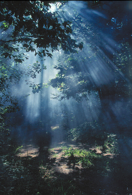 fog, forest and light