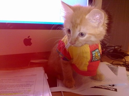 apple mac, cat, computer, cute, desk, fluffy
