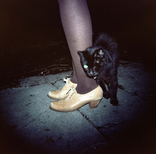 black cat, cat and fashion