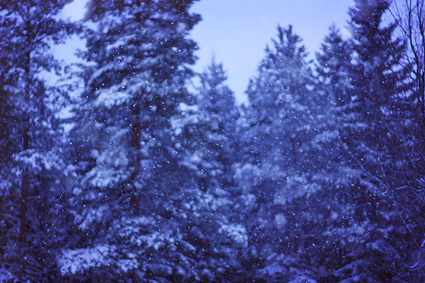 blue, cold, forest, oak tree, snow, sweden